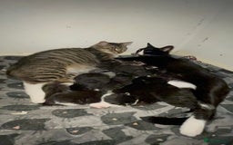 Mixed Breed cats for sale: 9 gorgeous kittens - Image 18