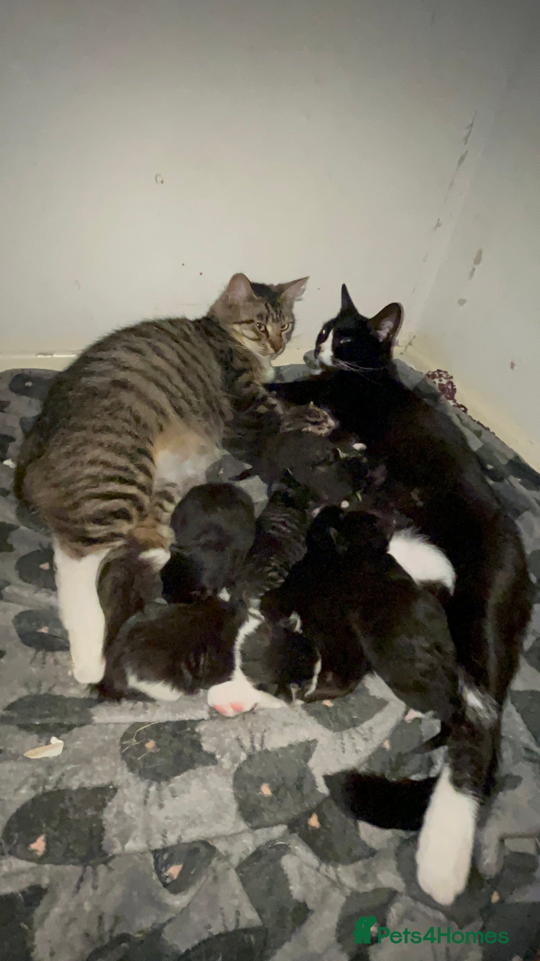 Mixed Breed cats for sale: 9 gorgeous kittens - Image 18