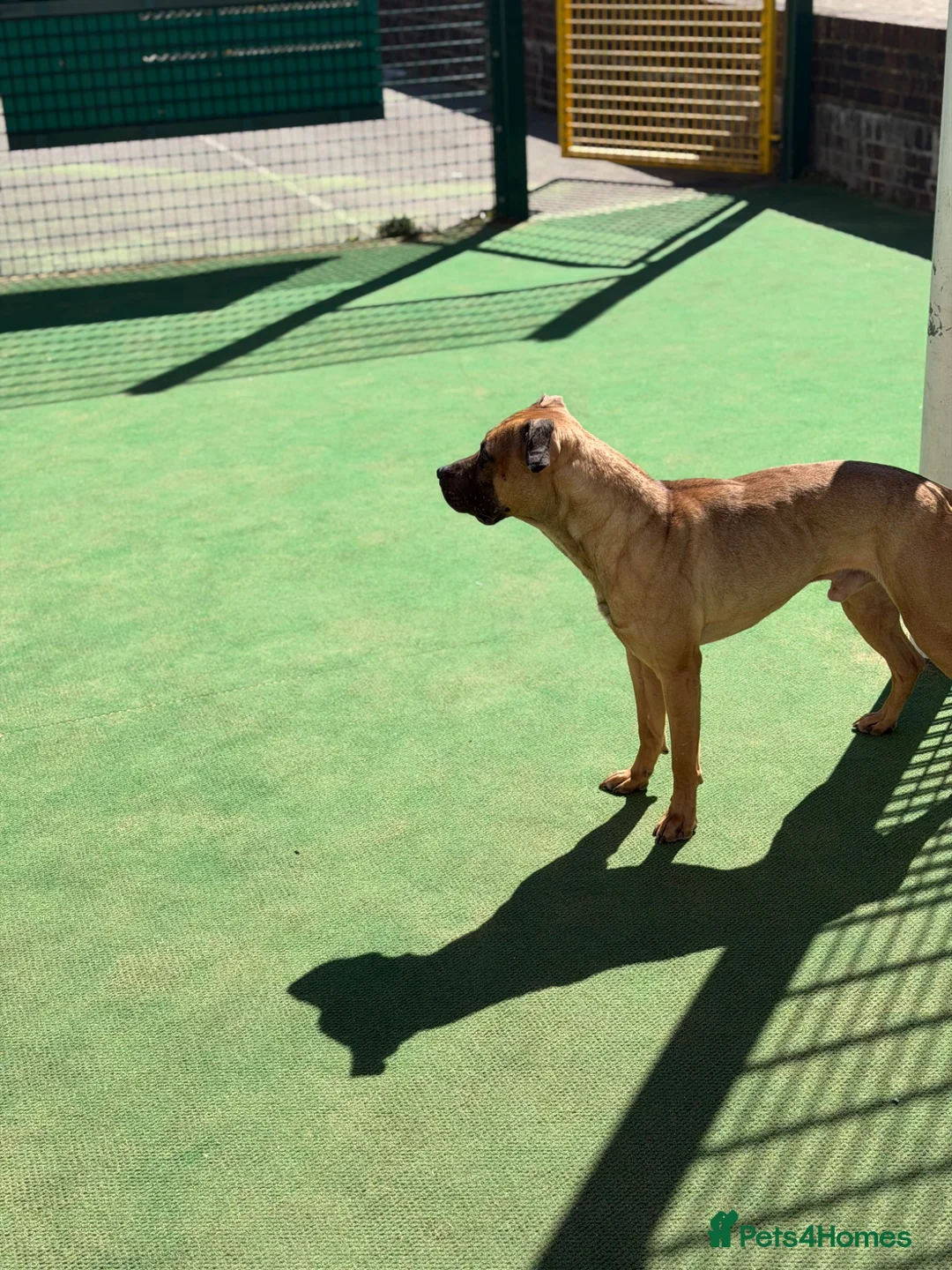 American Bull Staffy dogs for stud: 🔥 American Staff Male Available for Stud 🔥 - Advert 2