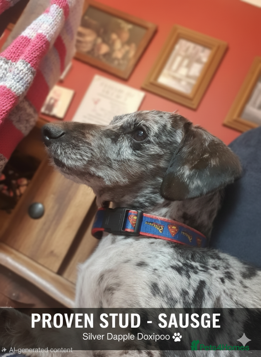 Doxiepoo dogs ​ PROVEN Silver Dapple Doxipoo Available for Stud  - Advert 1