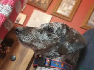 Doxiepoo dogs PROVEN Silver Dapple Doxipoo Available for Stud - Advert 1