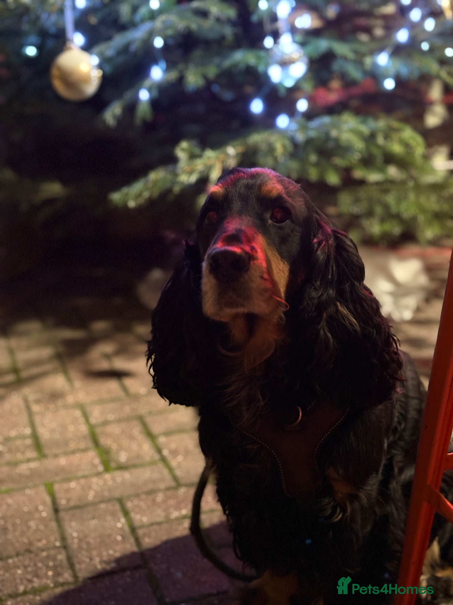 Cockapoo dogs for stud: Lennon the cockapoo - Advert 3