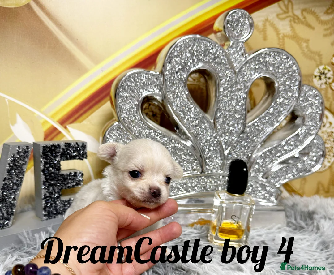 Chihuahua dogs for sale: KC reg Long coat boys available  - Advert 16