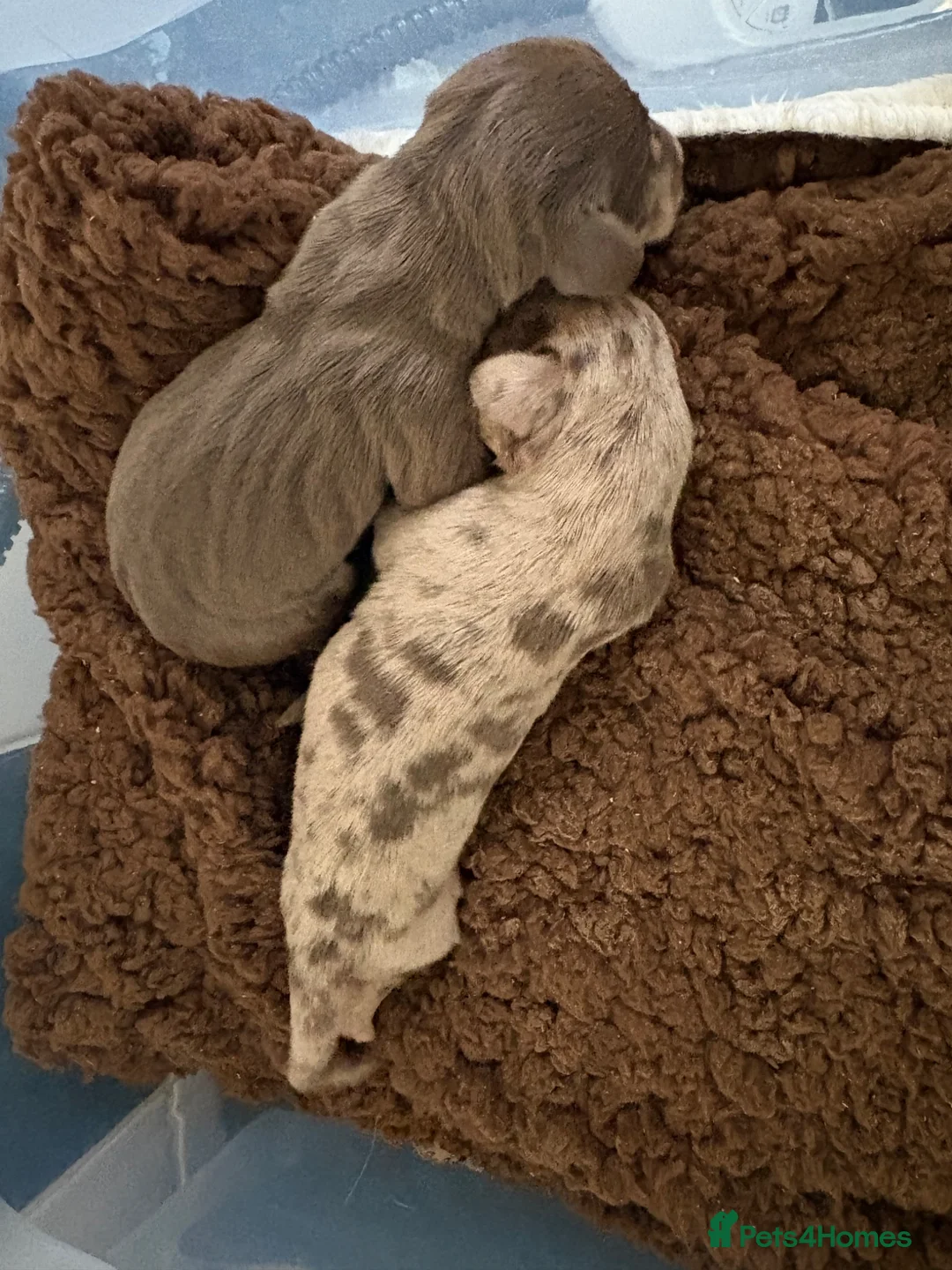 Miniature Dachshund dogs for sale: Miniature dachshund puppies  - Advert 1