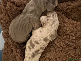 Miniature Dachshund dogs Miniature dachshund puppies - Advert 1