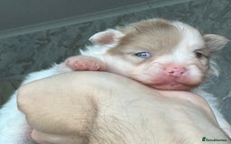 Pomeranian dogs for sale: Fluffy and adorable Pomeranian puppies - Image 4