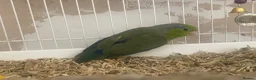 Parakeets birds for sale: Male Parrotlet - Advert 3