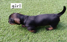 Miniature Dachshund dogs for sale: Miniature Wirehaired Dachshund  - Image 4