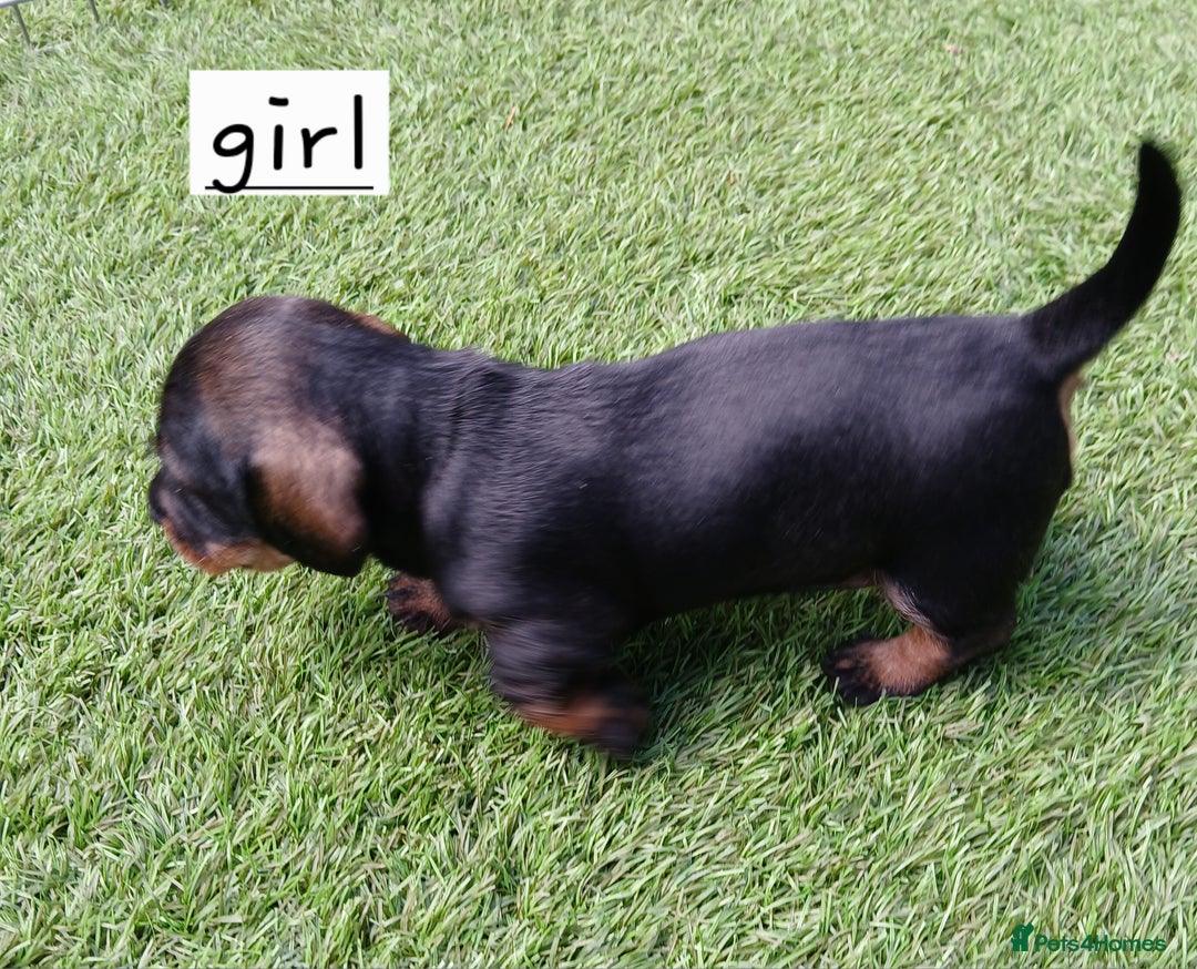 Miniature Dachshund dogs for sale: Miniature Wirehaired Dachshund  - Image 4