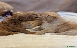 Cavapoo dogs for sale: Beautiful F1b cavapoo puppies health tested - Image 2