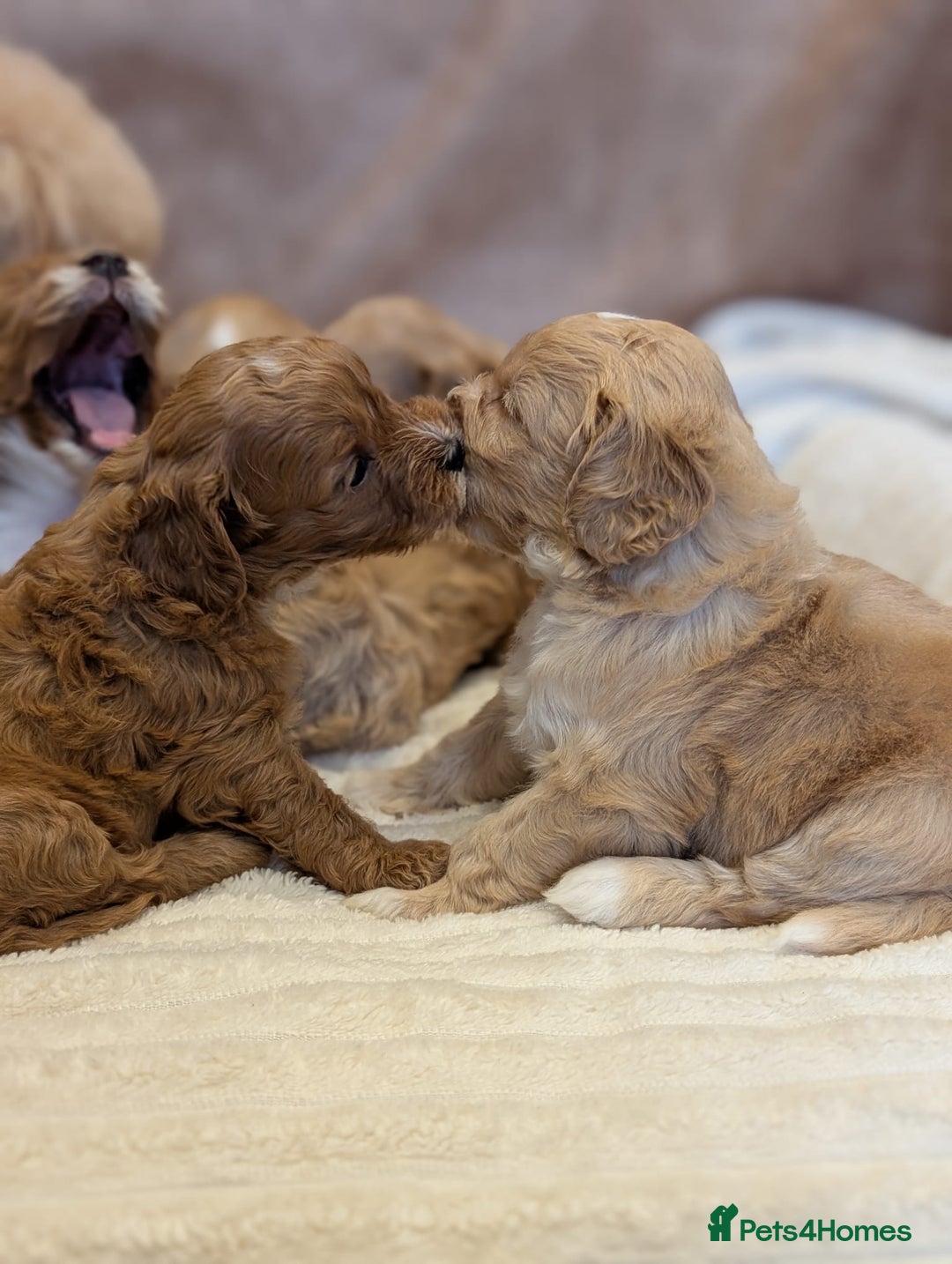 Cavapoo dogs for sale: Beautiful F1b cavapoo puppies health tested - Image 2