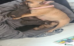 French Bulldog dogs for sale: Chunky frenchies - Image 9