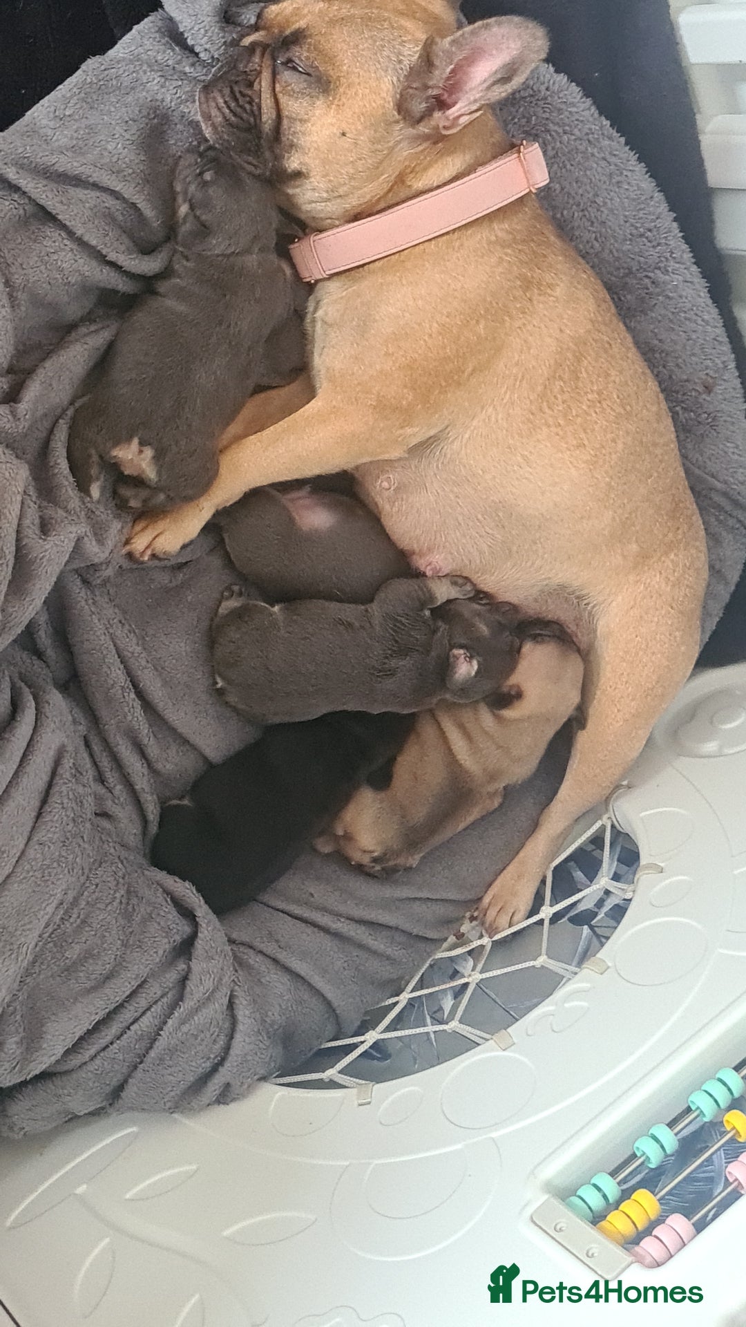French Bulldog dogs for sale: Chunky frenchies - Image 9