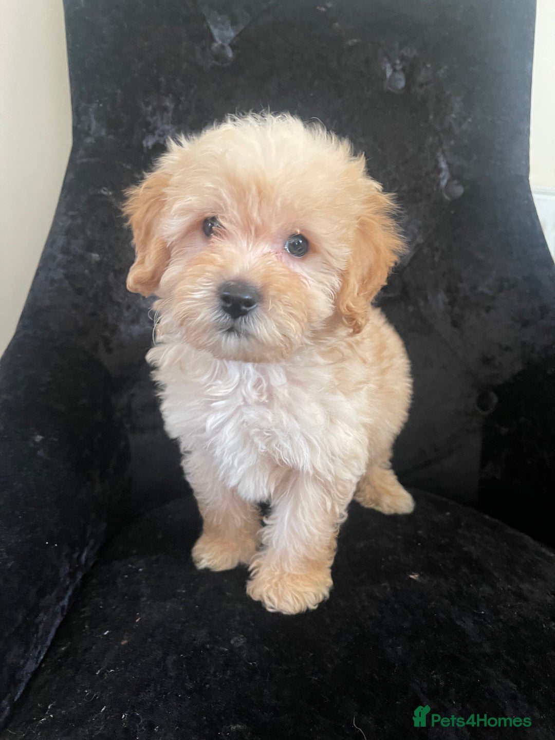 Goldendoodle dogs for sale: Adorable Golden Doodle F1B Miniature Boy  - Image 7