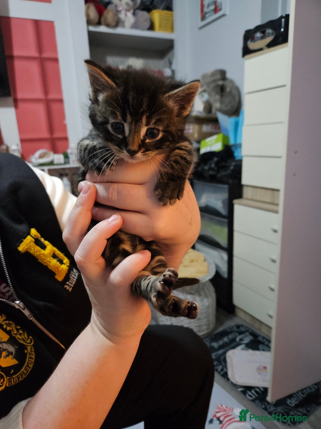 Mixed Breed cats for sale: Tabby kittens  - Advert 1