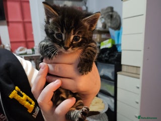 Mixed Breed cats Tabby kittens - Advert 1