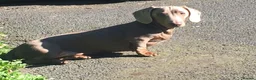 Dachshund dogs for sale: Dachshund puppies looking for forever homes🏡 - Advert 7
