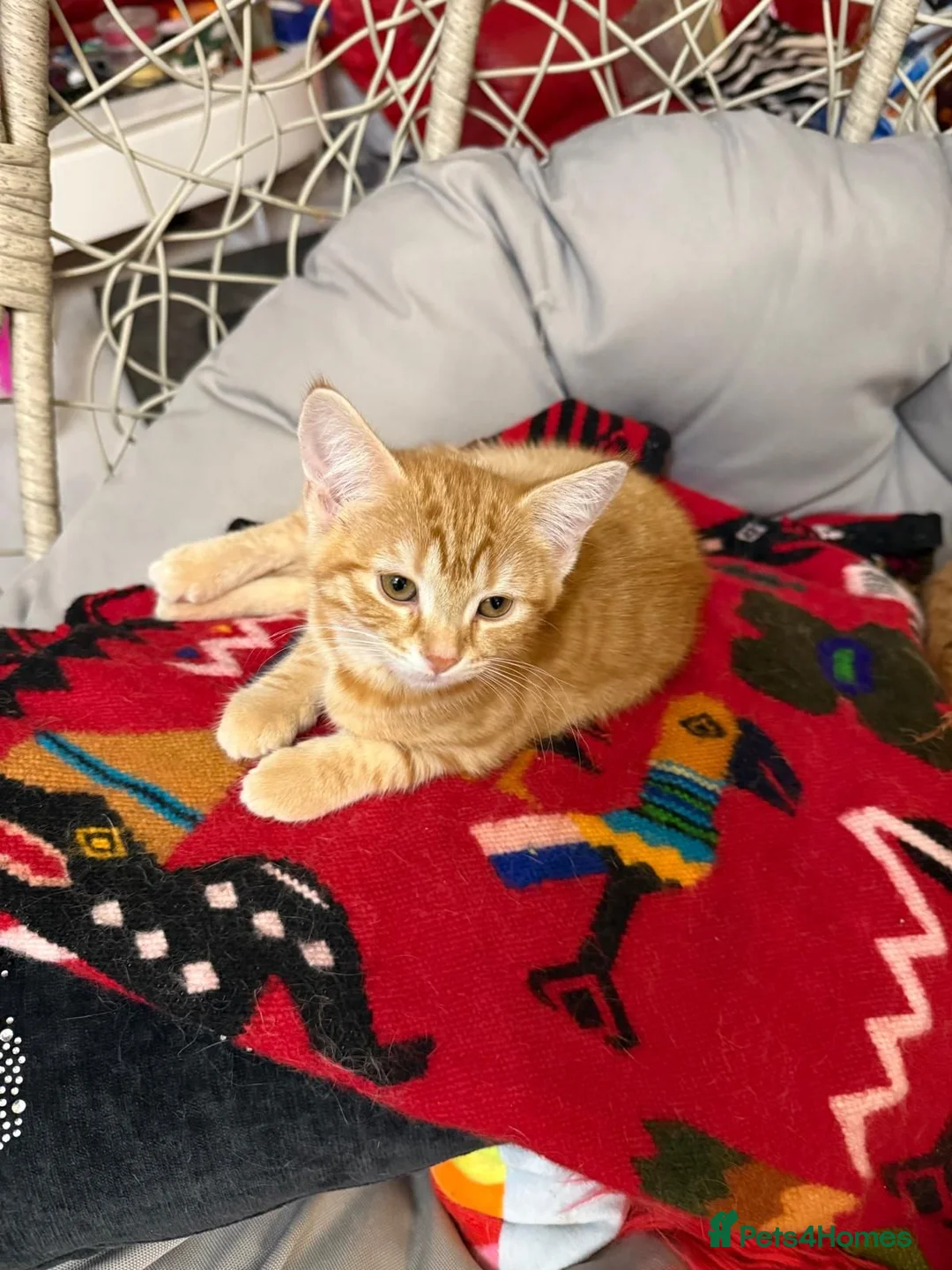 Mixed Breed cats for sale: 3 Gorgeous Ginger Kittens with 4 weeks insurance - Advert 2