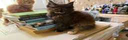 Maine Coon cats for sale: PURE BREED MAINE COON KITTENS - Advert 6