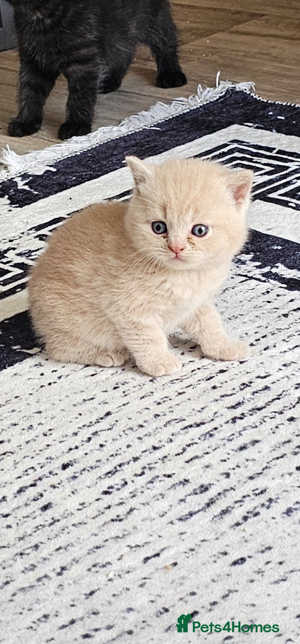 British Shorthair cats Beautiful pedigree British shorthair kittens 😸  - Advert 3