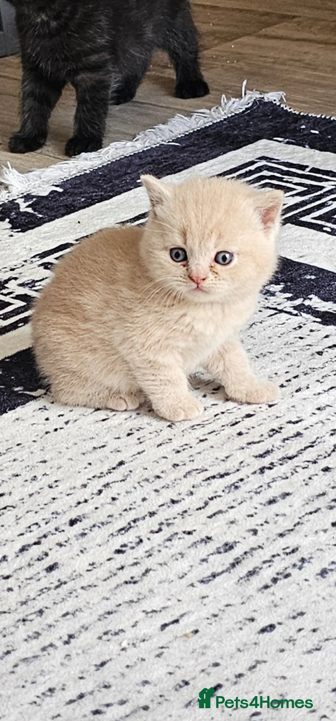 British Shorthair cats for sale: Beautiful pedigree British shorthair kittens 😸  - Advert 1