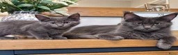 Mixed Breed cats for sale: Gorgeous Blue-Grey Maine Coon X Russian Blue - Advert 6