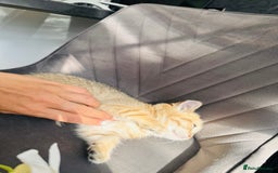 Scottish Fold cats for sale: Adorable pedigree kittens - Image 7