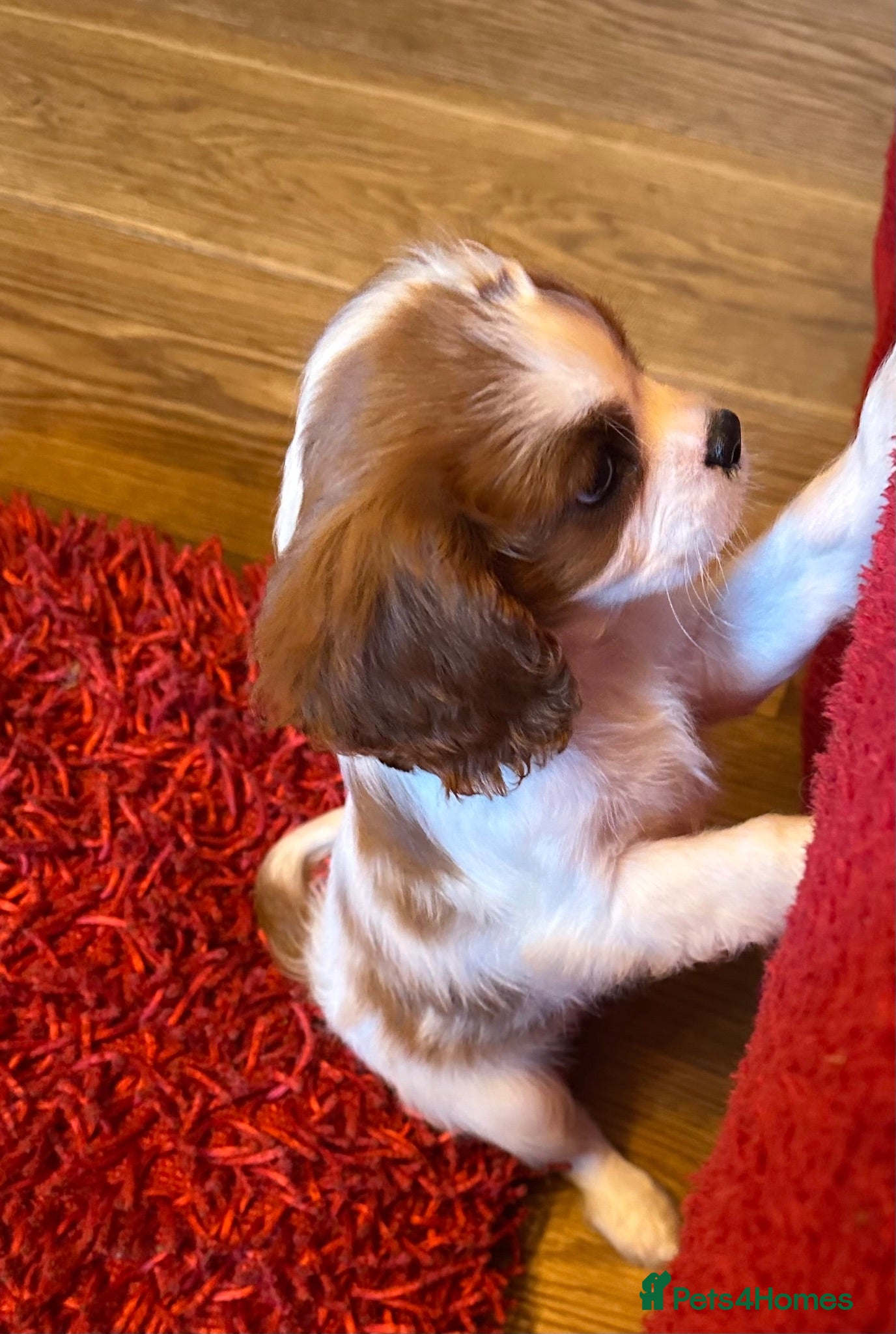 King Charles Spaniel dogs King Charles Puppy £1100 - Advert 3