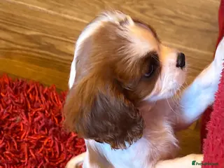 King Charles Spaniel dogs King Charles Puppy £1100 - Advert 3