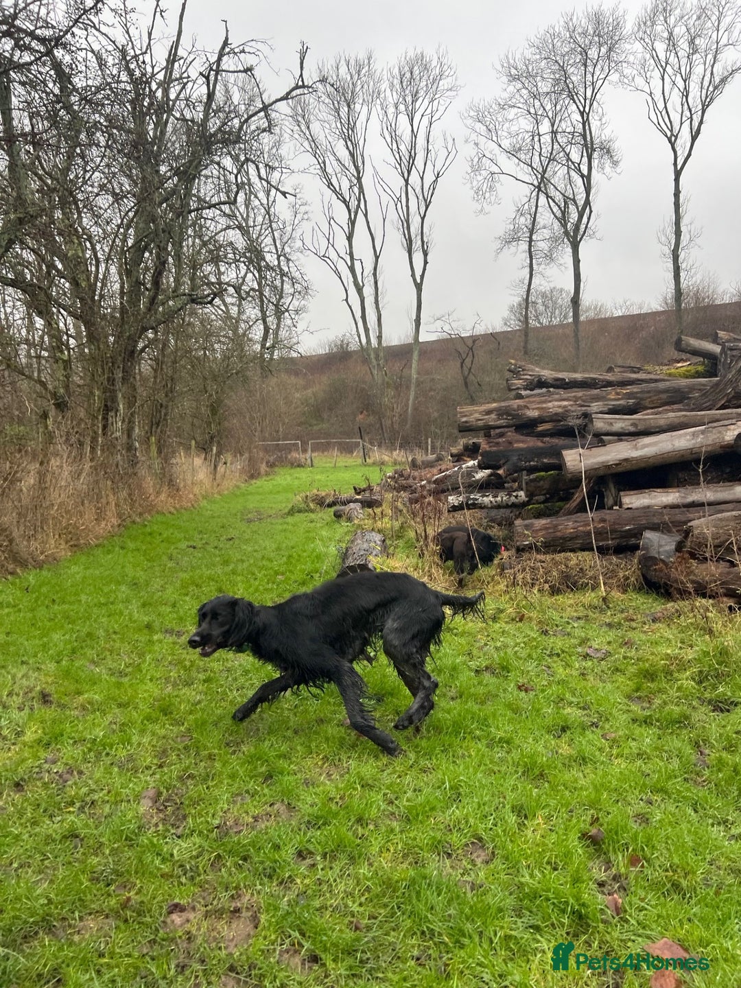 Mixed Breed dogs for sale: Setter cross Spaniel for adoption  - Advert 5