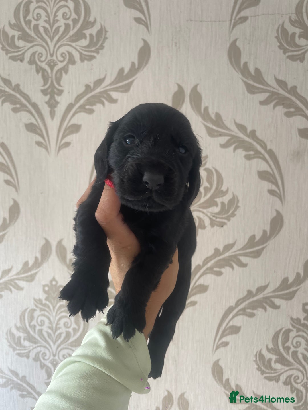 Cockapoo dogs for sale: Cockapoo fb1 puppy’s  - Image 9