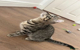 Keetso cats for sale: Reduced Ready now Last 1, Rare Jungle Curl Kittens in Portsmouth - Image 29