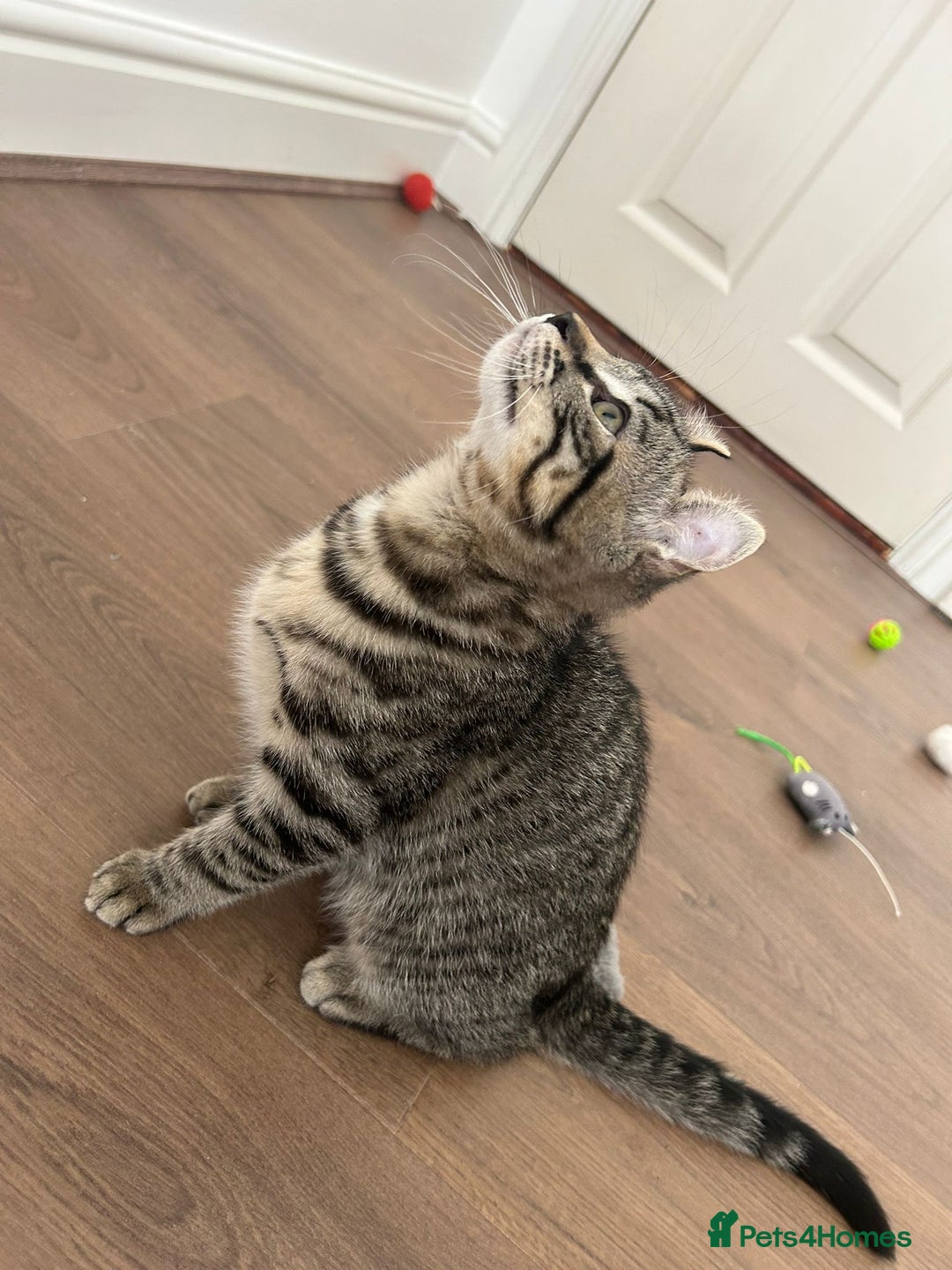 Keetso cats for sale: Reduced Ready now Last 1, Rare Jungle Curl Kittens in Portsmouth - Image 29