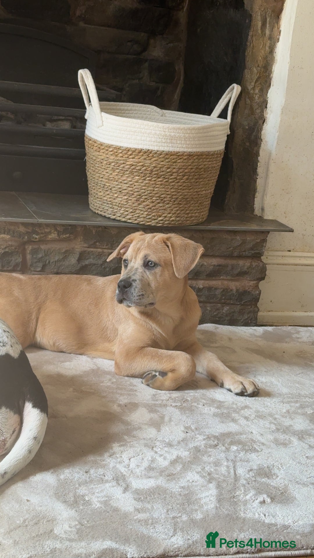 Mixed Breed dogs for sale: Chow bull ❤️ - Image 1