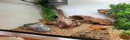 Bearded Dragon reptiles for sale: bearded dragons - Advert 2