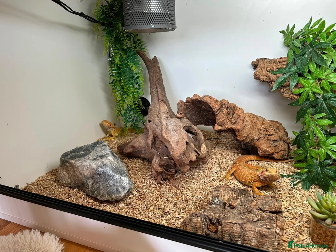 Bearded Dragon reptiles for sale: bearded dragons - Advert 2