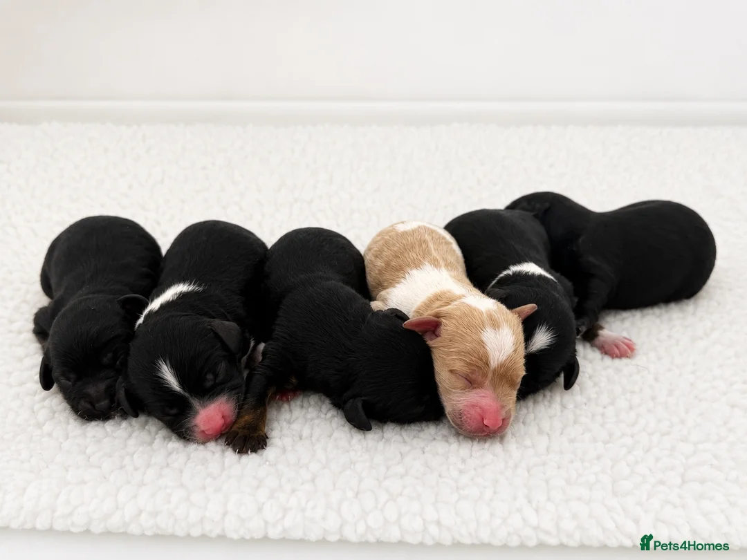 Cavapoo dogs for sale: 🧸F1  cavapoos – Ethical Licensed Breeder🧸 - Advert 5