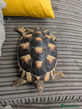 Tortoise reptiles - Advert 11