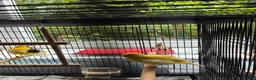 Canaries birds for sale: Fife Canaries in Chester-le-Street - Advert 23