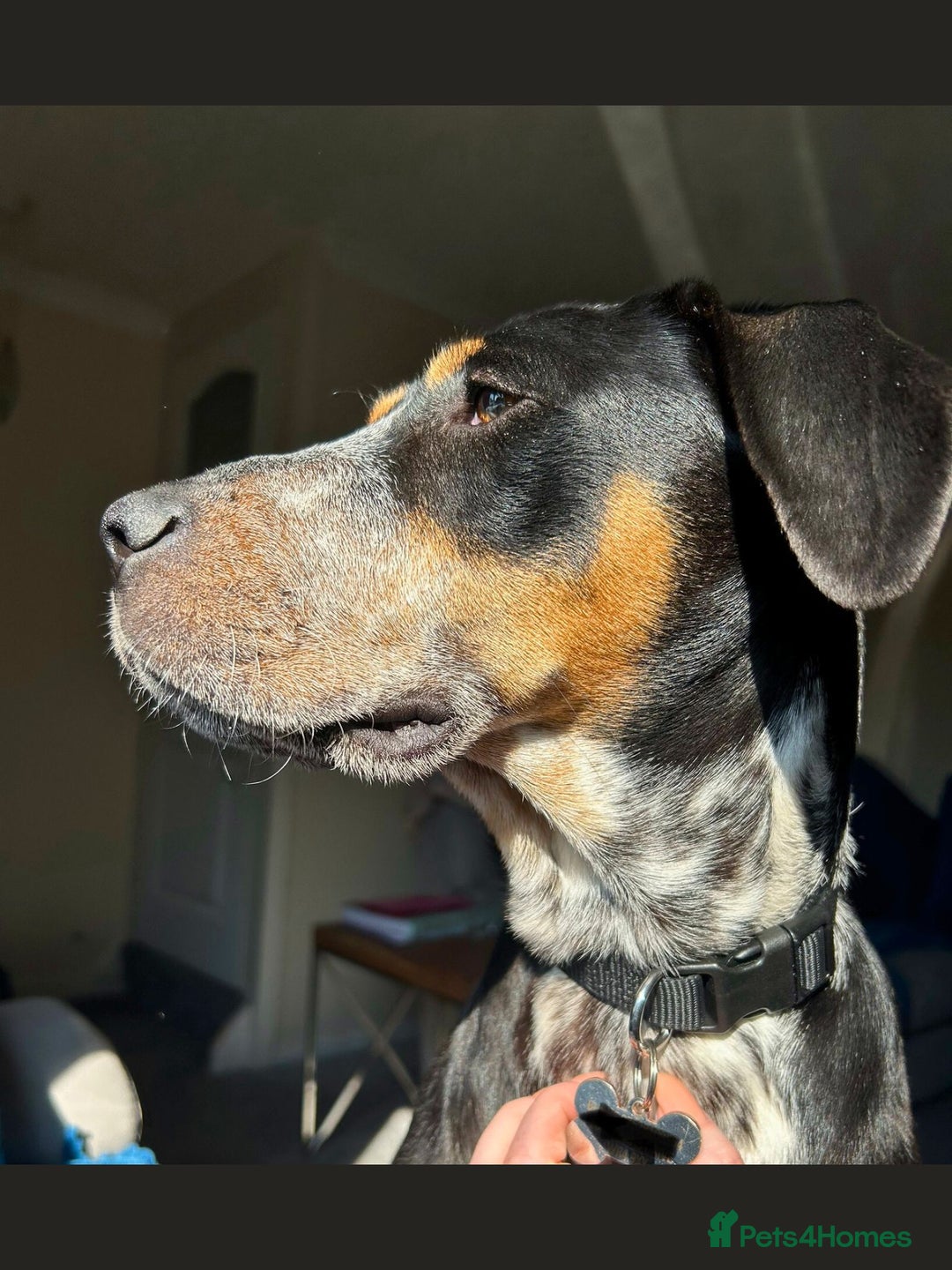 Mixed Breed dogs for adoption: Pippa - The sweetest, softest girl - Image 7