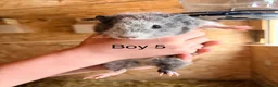 Guinea Pig rodents for sale: 12 week old baby boar guinea pigs  - Advert 7