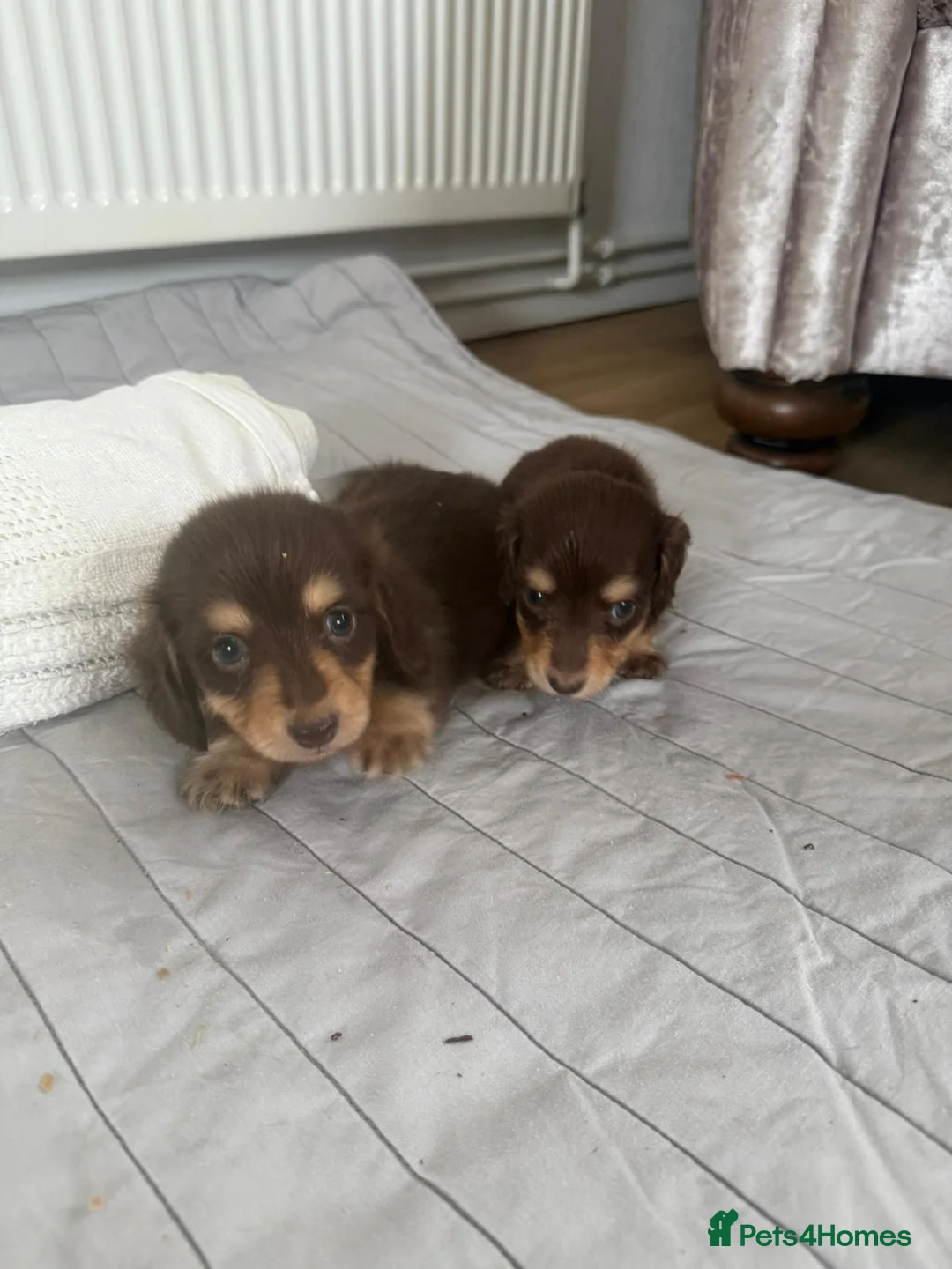 Miniature Dachshund dogs for sale: minature long haired dachshund puppies available  - Advert 12