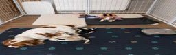 Cavalier King Charles Spaniel dogs for sale: DNA Tested Cavalier King Charles Puppies - Advert 1