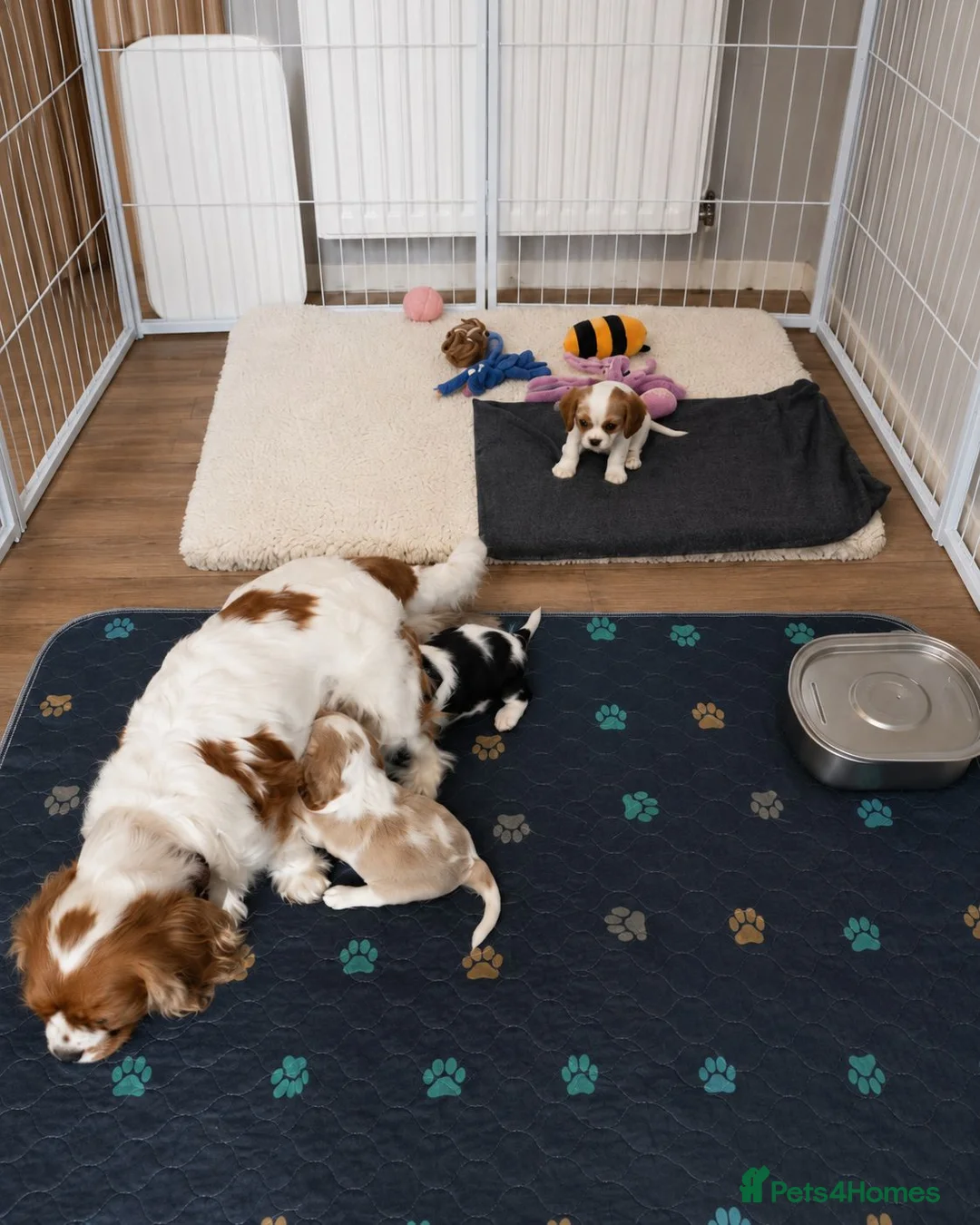 Cavalier King Charles Spaniel dogs for sale: DNA Tested Cavalier King Charles Puppies - Advert 1
