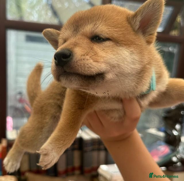 Japanese Shiba Inu dogs Shiba Inu Full Pedigree Puppies - Advert 2