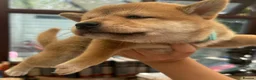 Japanese Shiba Inu dogs for sale: Shiba Inu Full Pedigree Puppies - Advert 11