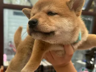 Japanese Shiba Inu dogs Shiba Inu Full Pedigree Puppies - Advert 1