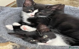 Mixed Breed cats for sale: Black and white kittens READY NOW - Image 4