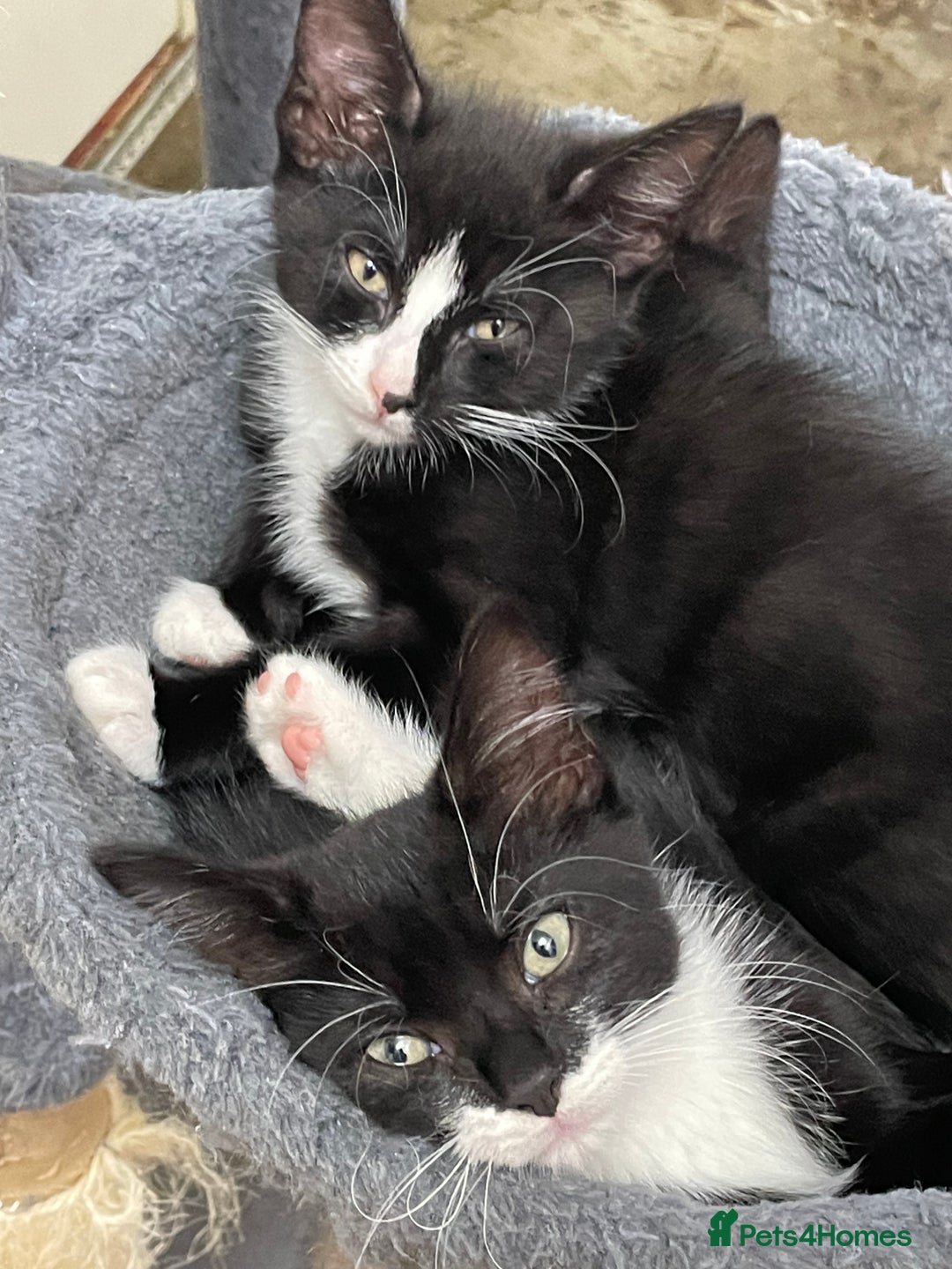 Mixed Breed cats for sale: Black and white kittens READY NOW - Image 4