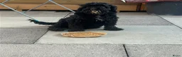 Cockapoo dogs for sale: Cockerpoo puppies  in Basildon - Advert 1
